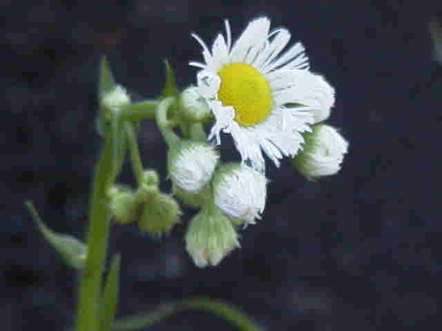 000422hana57a