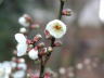 020120ume