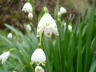 snowdrop