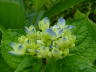 040613ajisai