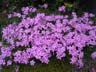 2006.04.23hanashiba
