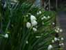 2007.03.23snowdrop