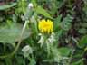 2009.04.16tanpopo